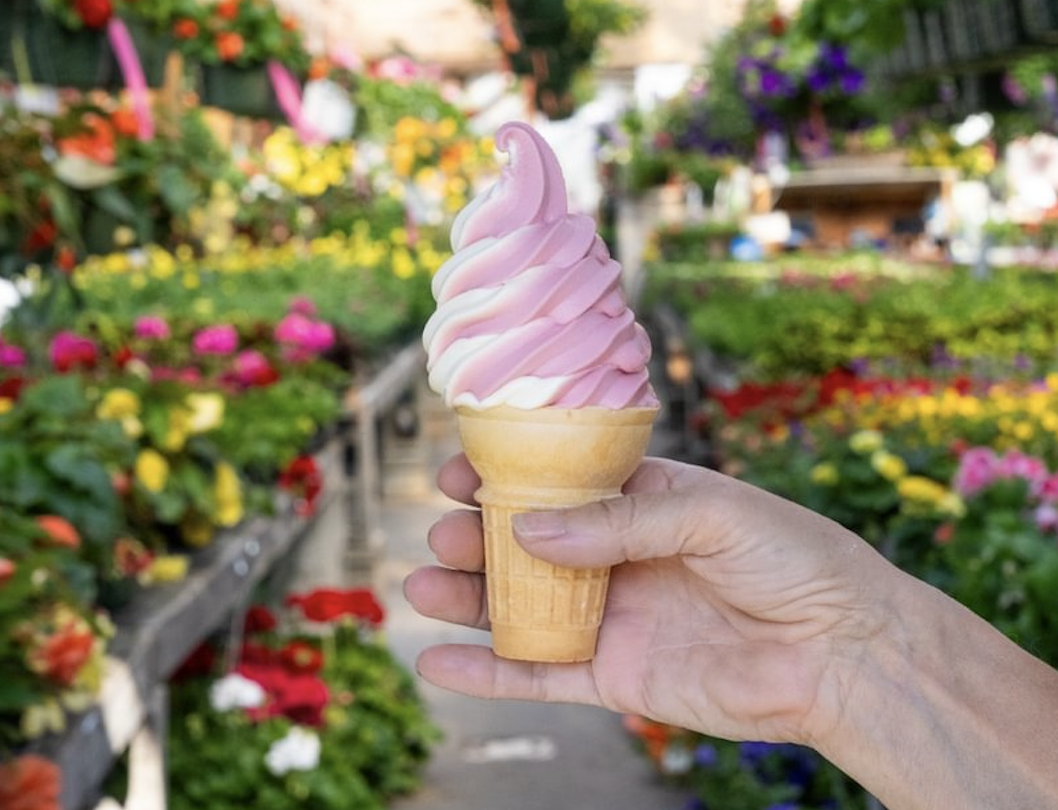 Ice cream in greenhouse